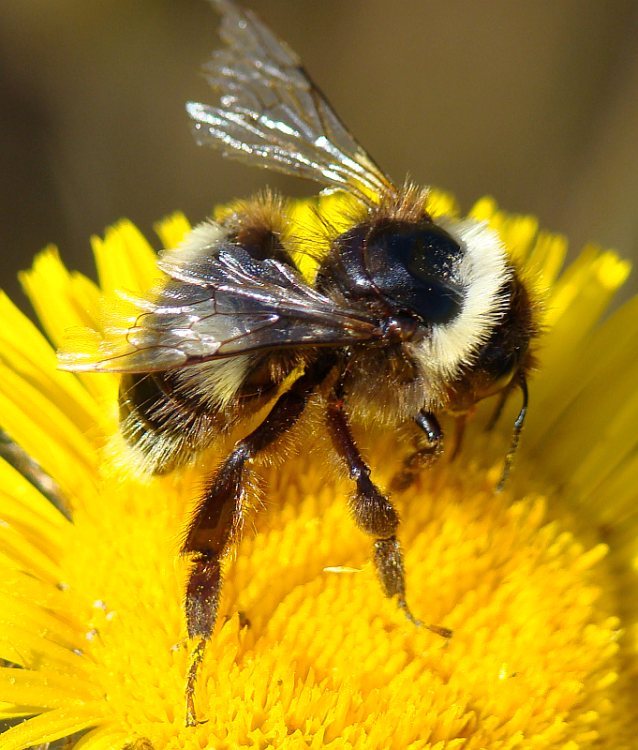 Bombus sp. cf, terrestris (Apidae)