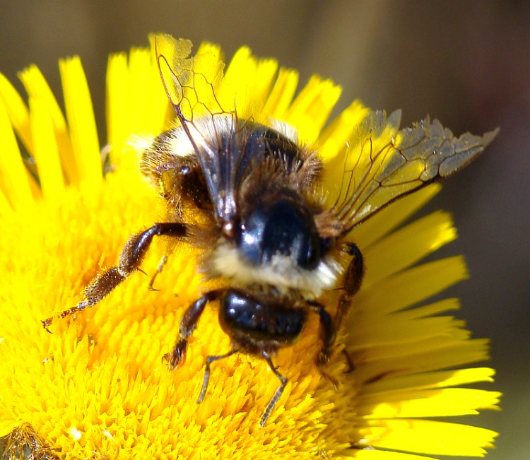 Bombus sp. cf, terrestris (Apidae)