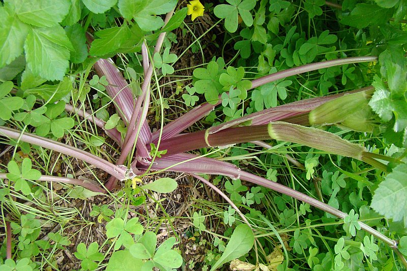 Smyrnium olusatrum