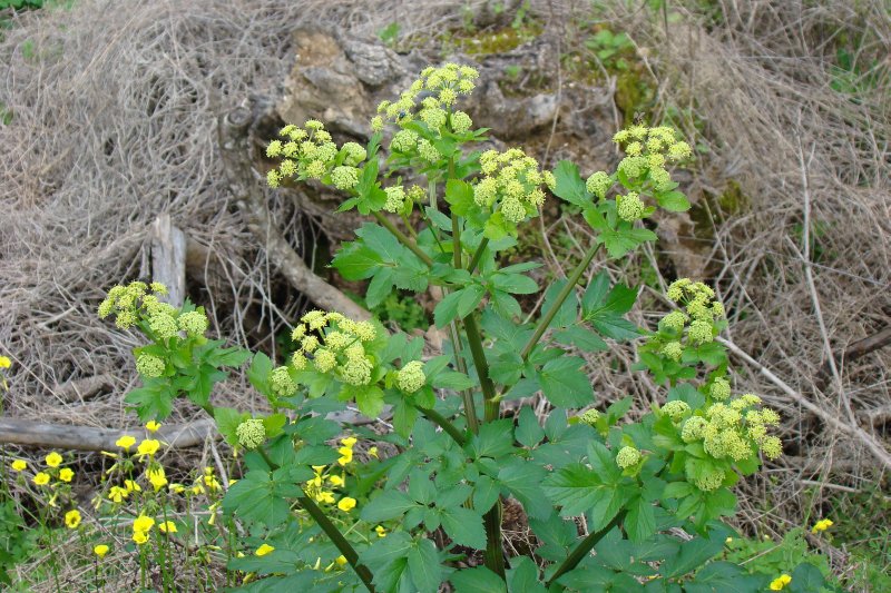 Smyrnium olusatrum