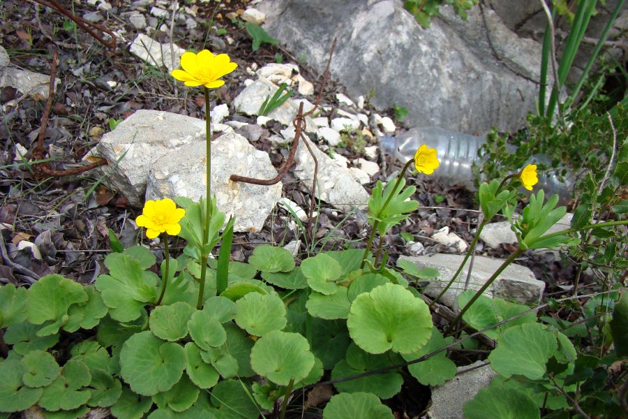 Anemone palmata / Anemone palmato