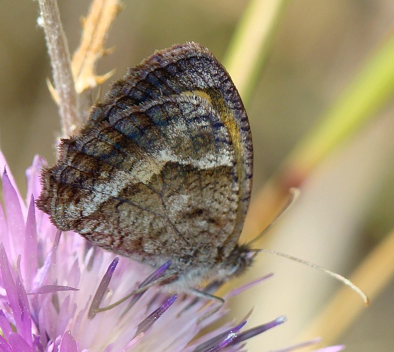 da determinare - Pyronia cecilia