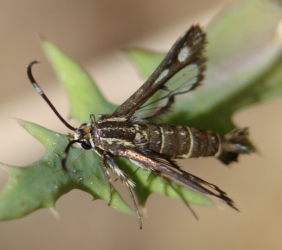 Sesiidae > da determinare