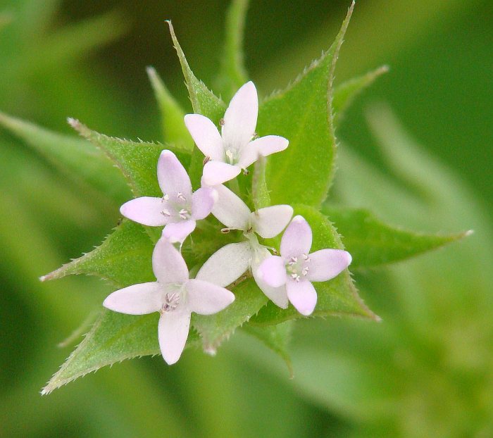 Sherardia arvensis