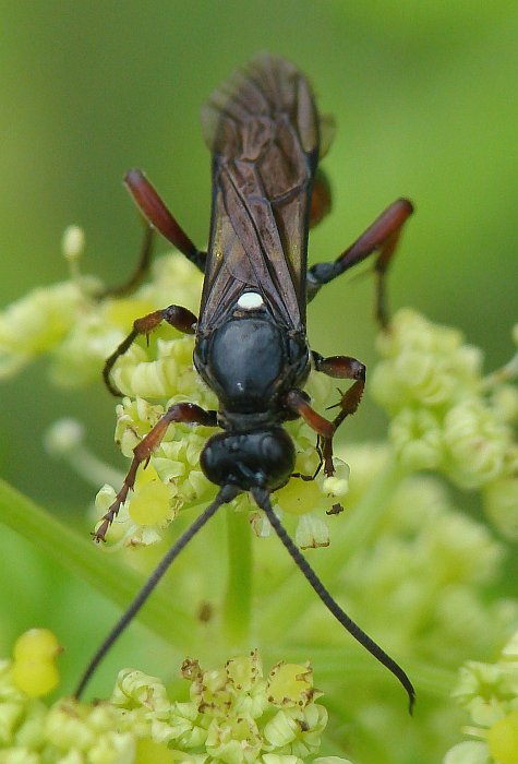 da identificare II: Triptognathus fumigator