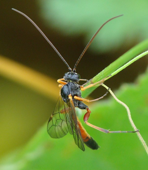 Ichneumonidae probabile Campopleginae (Spagna)