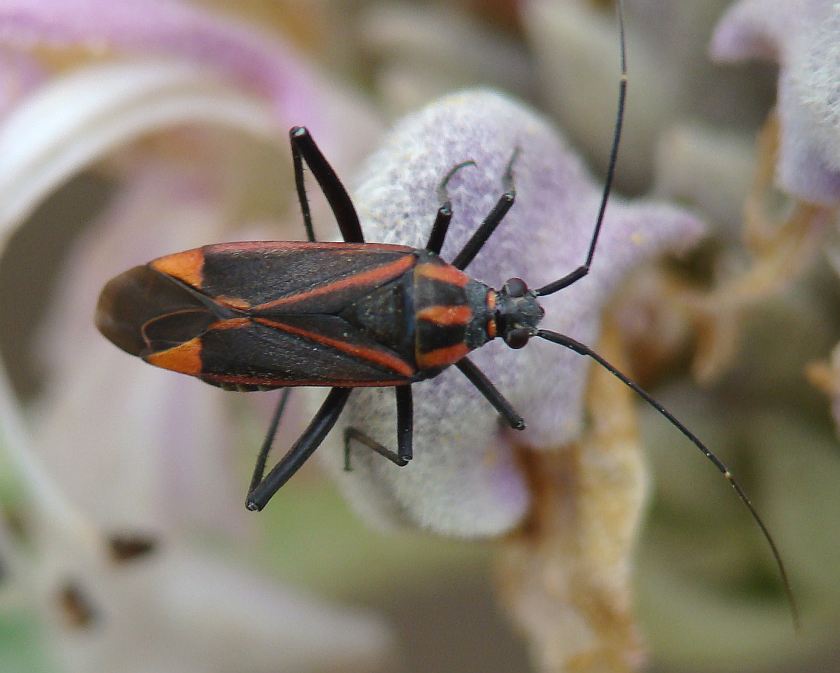 Miridae: Hadrodemus noualhieri dell''Algarve (P)