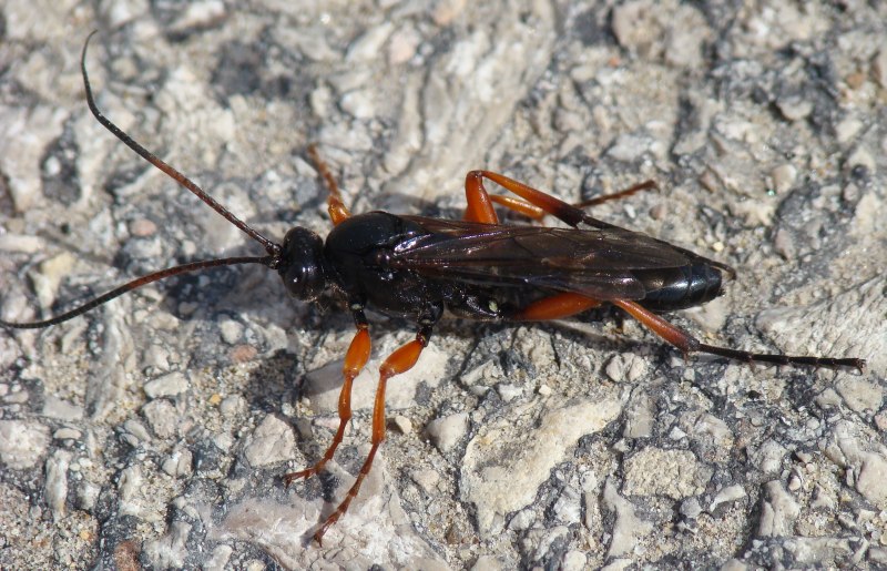 Ichneumonidae - Thyrateles camelinus