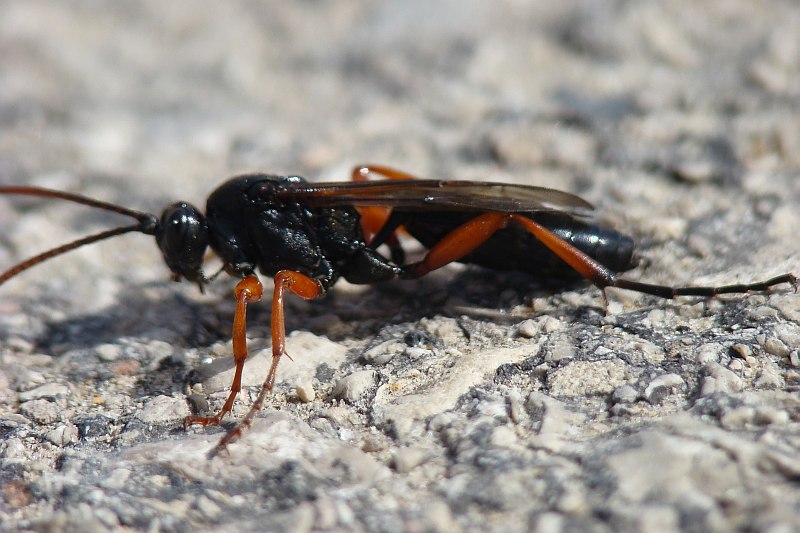 Ichneumonidae - Thyrateles camelinus