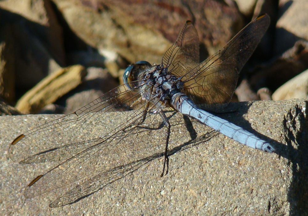 Orthetrum coerulescens o Orthetrum chrysostigma ???