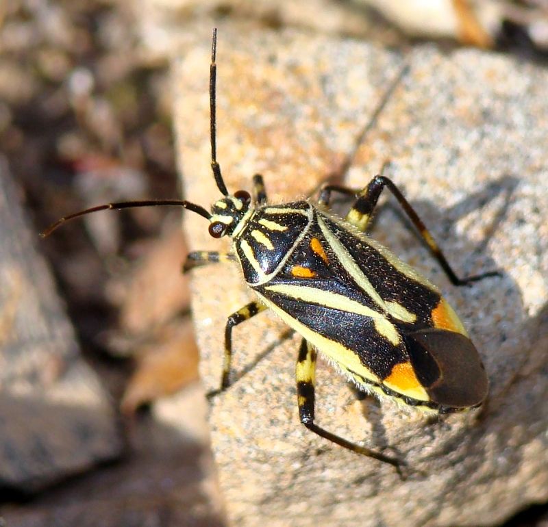 Miridae: Brachicoleus sexvittatus dell''Algarve (Portogallo)