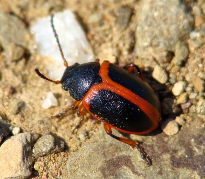 Entomoscelis adonidis ??? Colaspidema dufouri