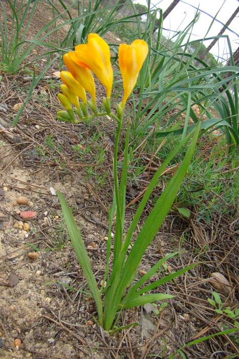 Freesia sp.