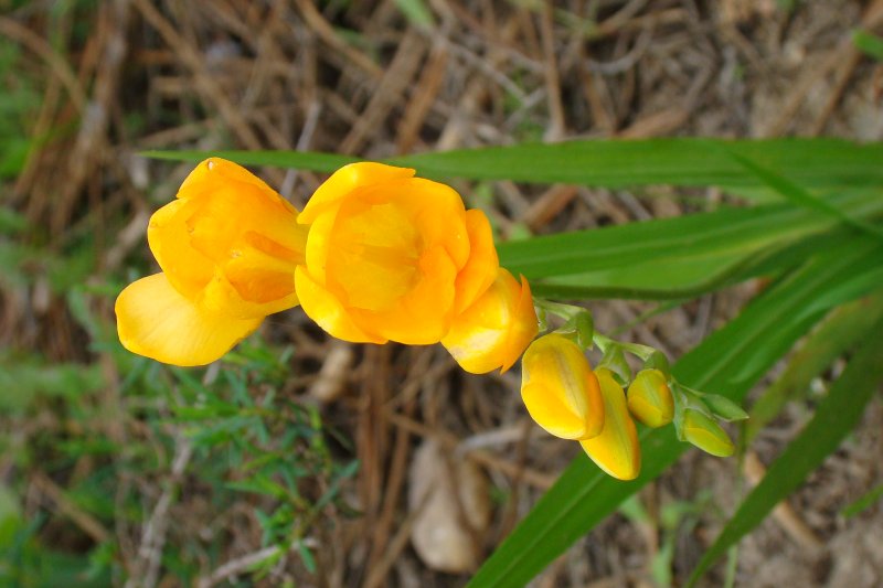 Freesia sp.