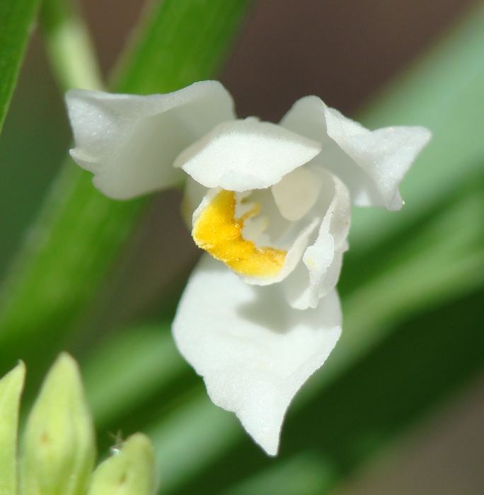 Cephalanthera longifolia