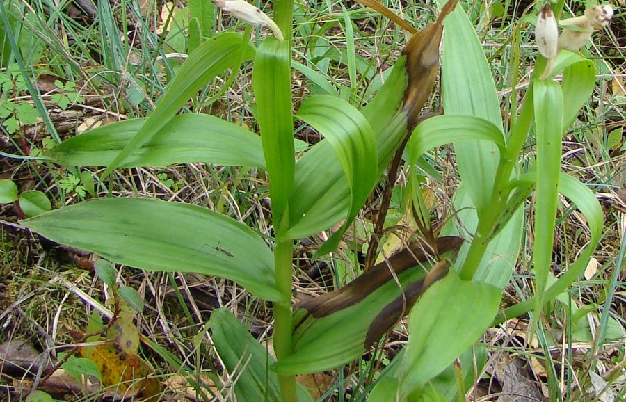 Cephalanthera longifolia