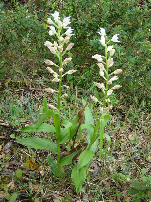 Cephalanthera longifolia