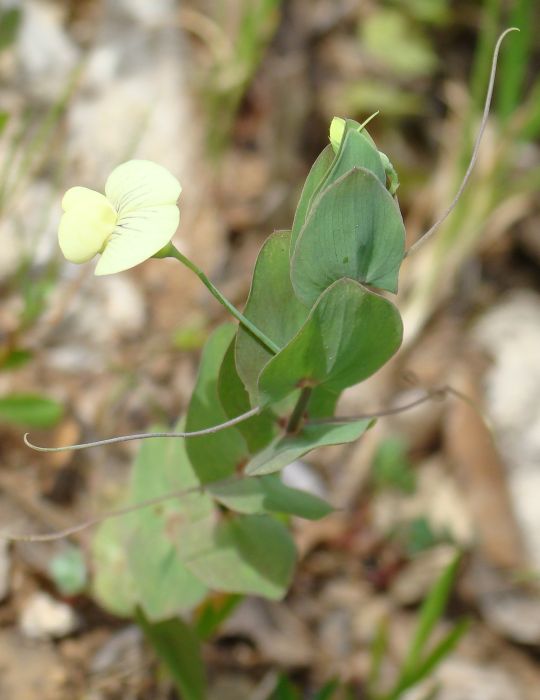 Lathyrus aphaca / Cicerchia bastarda