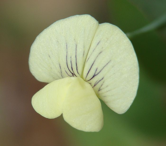 Lathyrus aphaca / Cicerchia bastarda