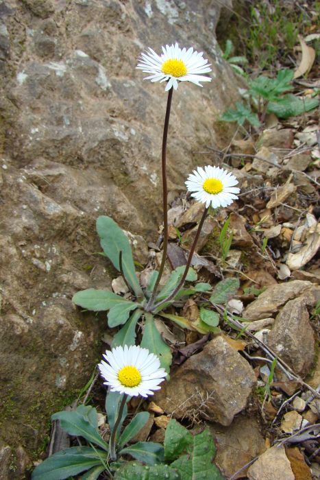 Bellis sylvestris o perennis?