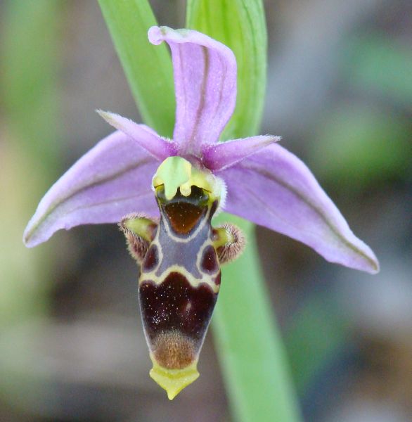 Ophrys scolopax ???