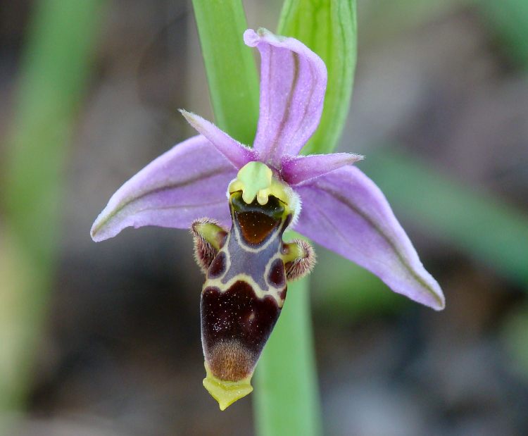 Ophrys scolopax subsp. ???