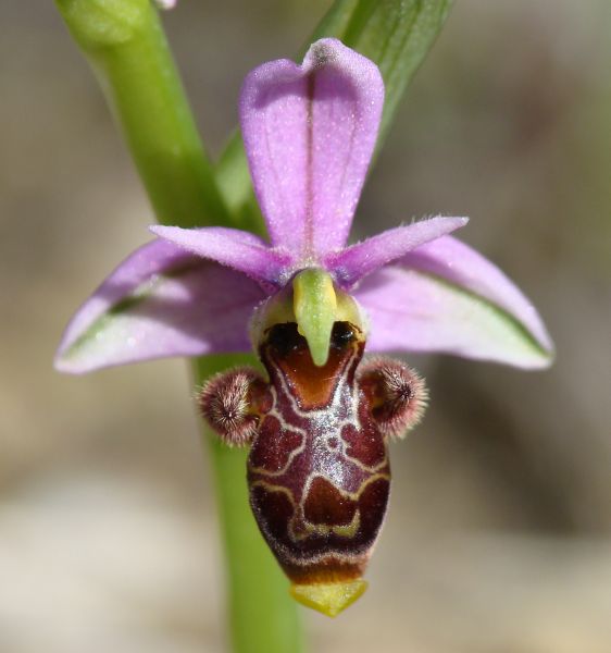 Ophrys scolopax ???