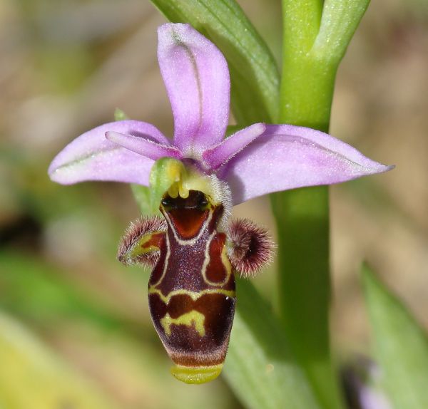 Ophrys scolopax ???