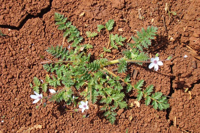 Erodium acaule.....no, Erodium cicutarium