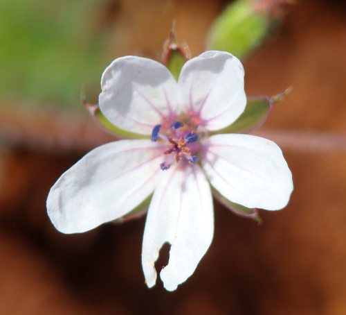 Erodium acaule.....no, Erodium cicutarium