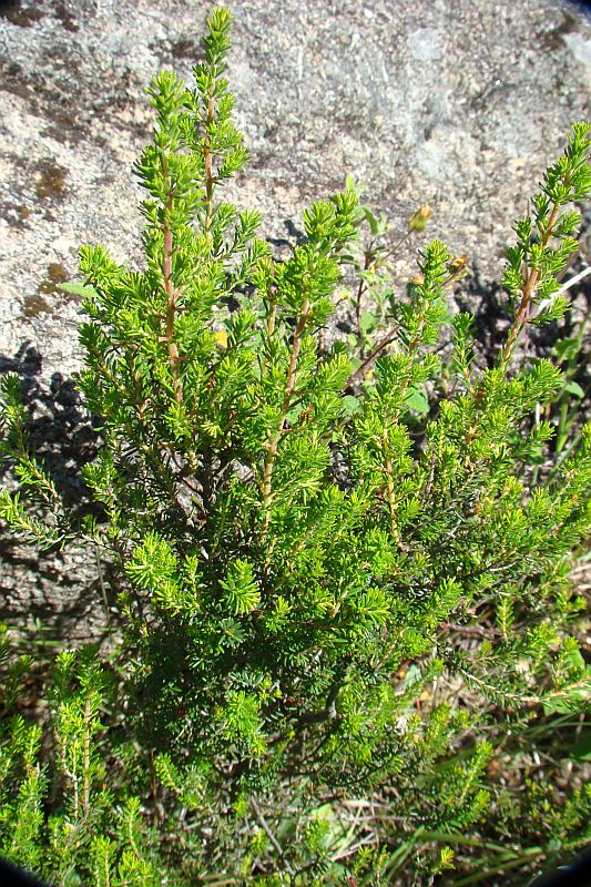 Erica cfr. arborea