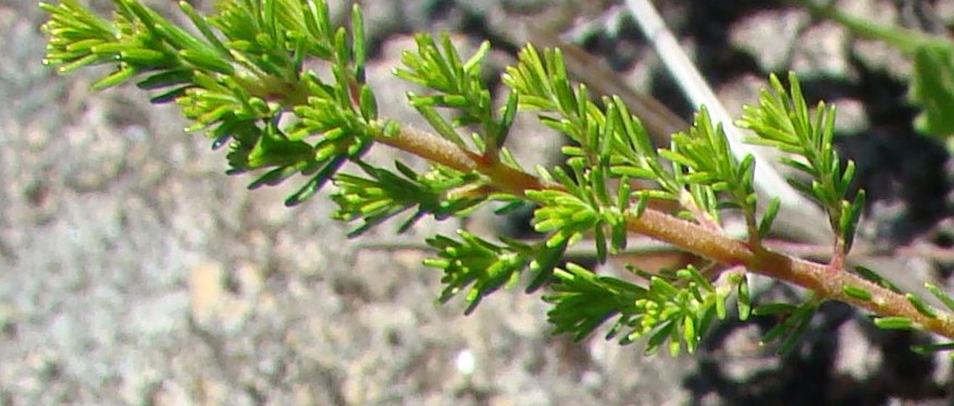 Erica cfr. arborea