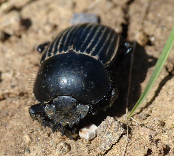 da identificare: Scarabaeus (Ateuchetus) laticollis