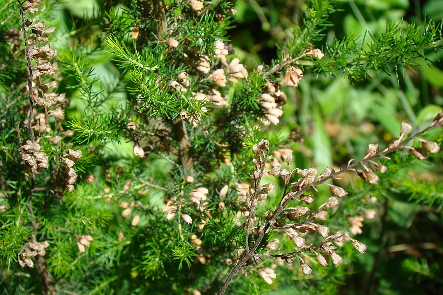 Erica cfr. arborea