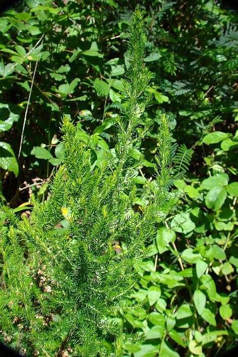 Erica cfr. arborea