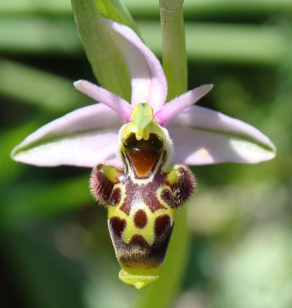 Ophrys scolopax ???