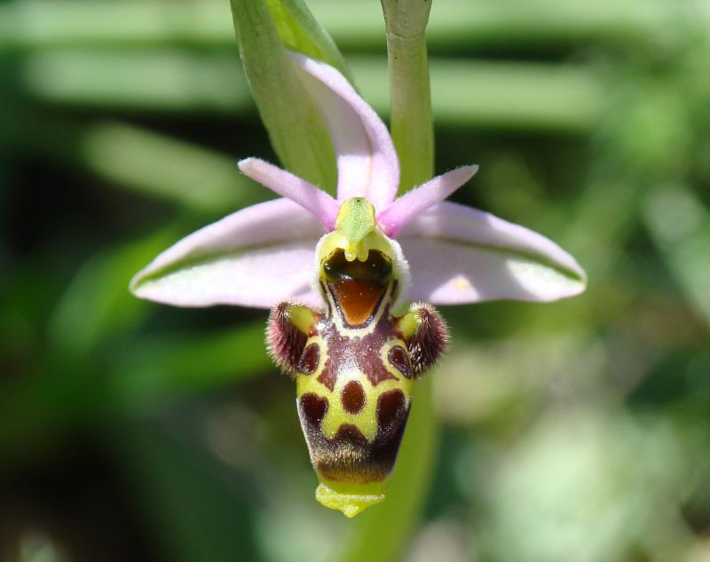 Ophrys scolopax ?