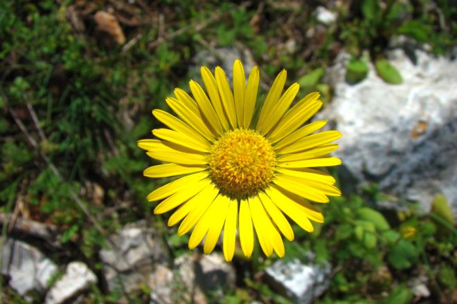 Doronicum plantagineum subsp. tournefortii ?