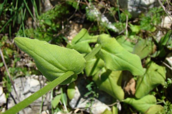 Doronicum plantagineum subsp. tournefortii ?