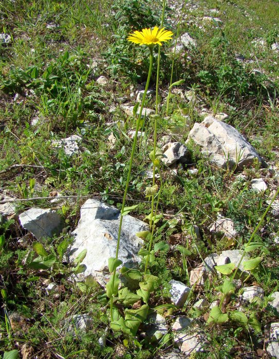 Doronicum plantagineum subsp. tournefortii ?