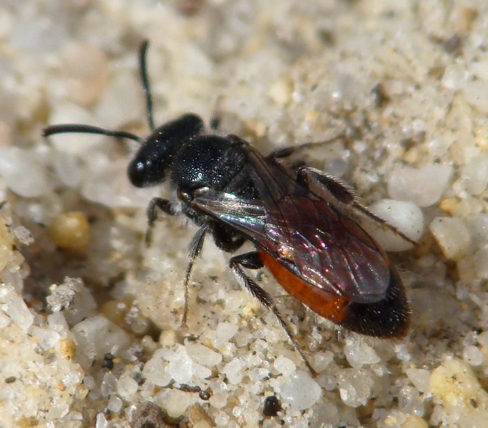 Sphecodes sp. (Apidae Halictinae)