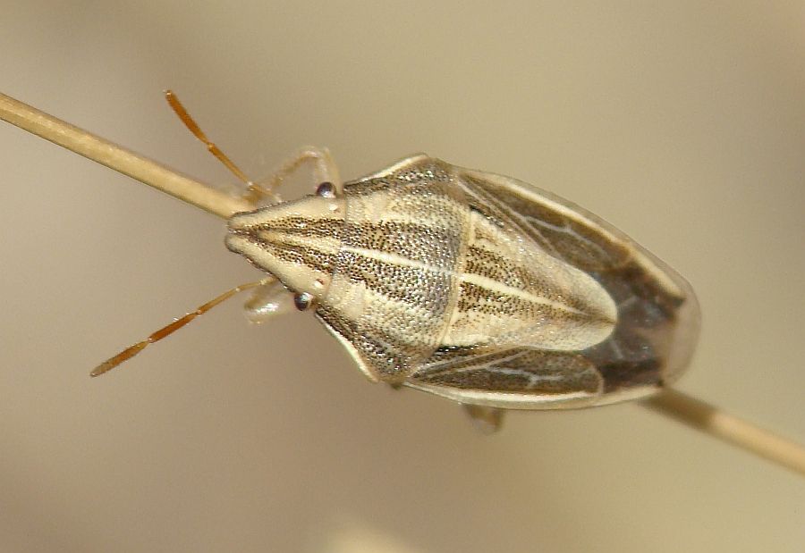 Pentatomidae: Aelia cfr. acuminata del Portogallo