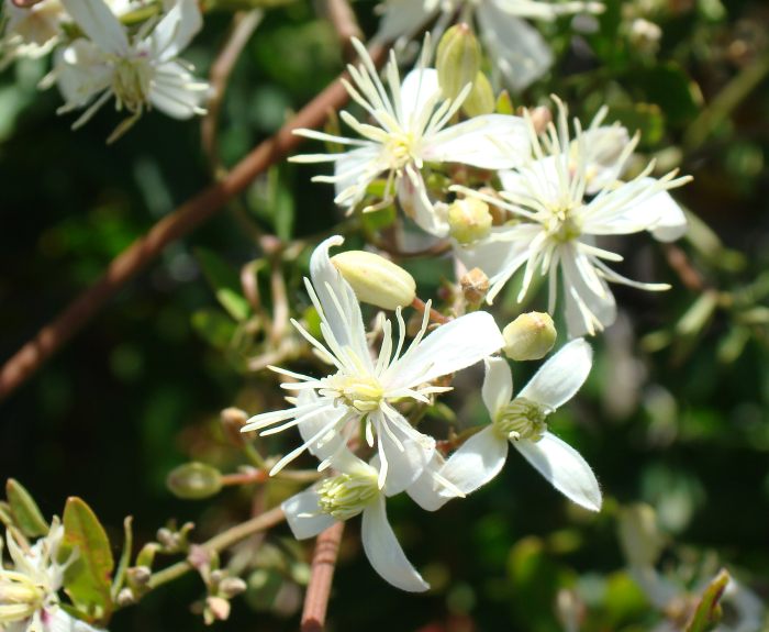 Clematis flammula