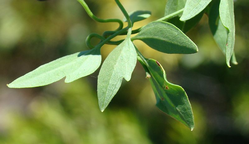 Clematis flammula