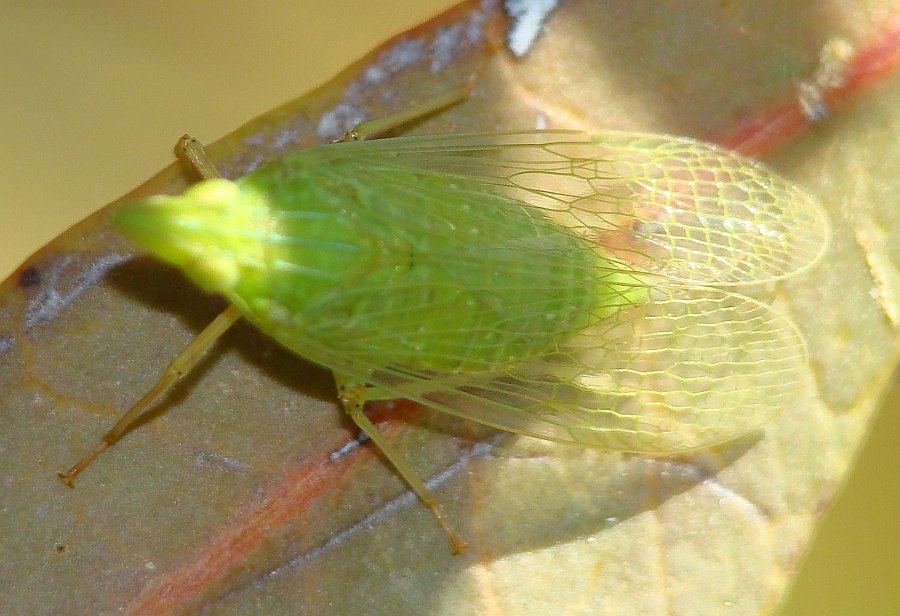 Dictyopharidae - Dictyophara europaea  del Portogallo