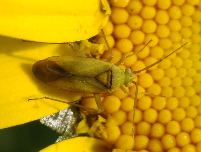 Miridae  - da identificare II