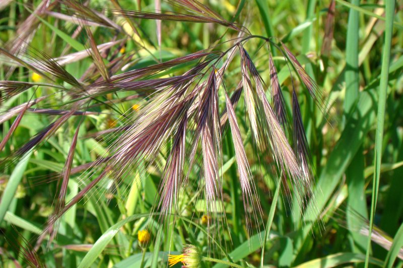 Portogallo - Bromus sp.