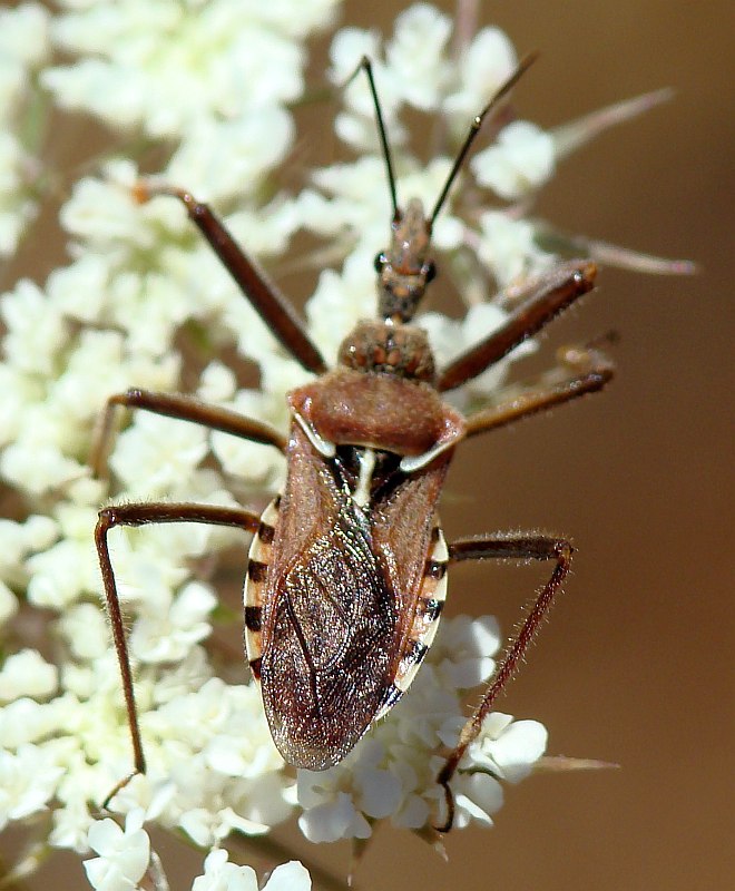 Reduviidae: Rhynocoris erythropus dell''Algarve (Portogallo)