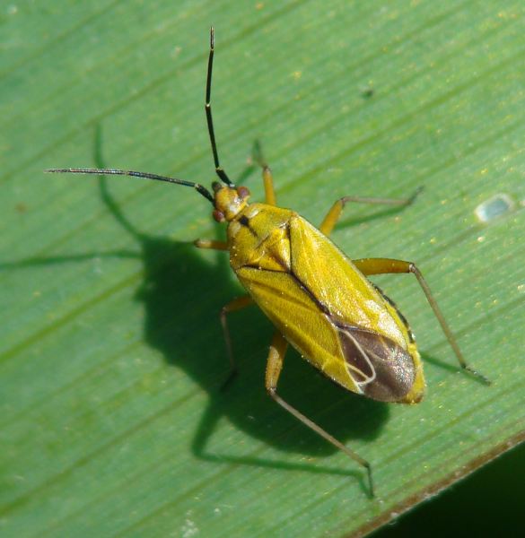 Miridae  - da identificare II