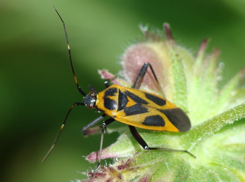 Calocoris nemoralis forma hispanica ???